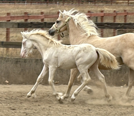 HorseID: 2312434 Tony the Pony - PhotoID: 1097733