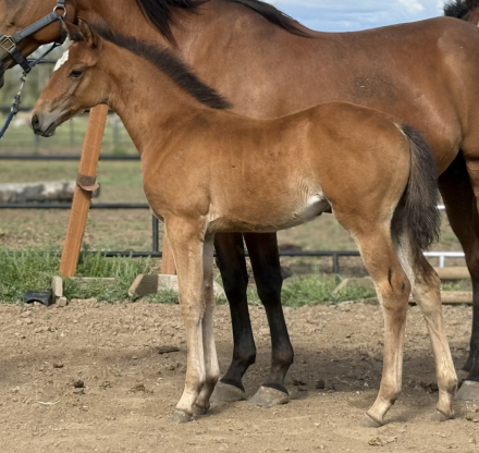 HorseID: 2312764 Juicy Lucy - PhotoID: 1098174