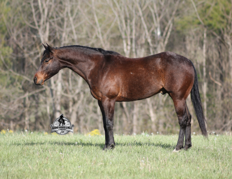 HorseID: 2312856 Smartie www.AdamsHorseAndMuleCo.com - PhotoID: 1107281