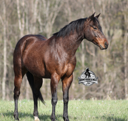 HorseID: 2312856 Smartie www.AdamsHorseAndMuleCo.com - PhotoID: 1107282