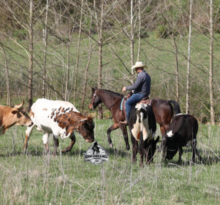 HorseID: 2312856 Smartie www.AdamsHorseAndMuleCo.com - PhotoID: 1107283