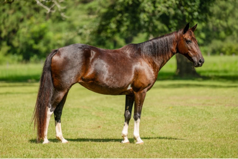 HorseID: 2312987 SKY - PhotoID: 1098265