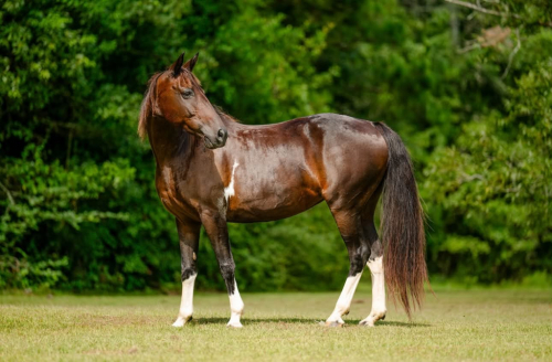 HorseID: 2312987 SKY - PhotoID: 1098266