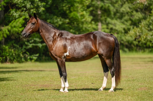 HorseID: 2312987 SKY - PhotoID: 1098267