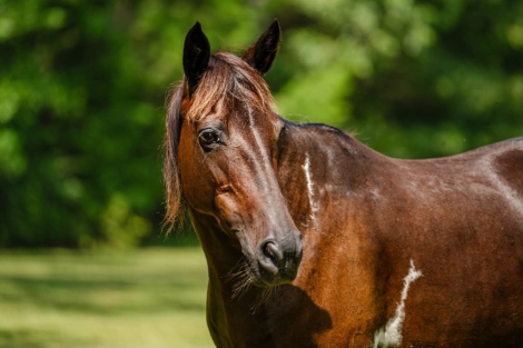 HorseID: 2312987 SKY - PhotoID: 1098268