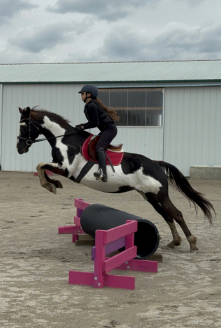 HorseID: 2313157 Cisco - PhotoID: 1106255