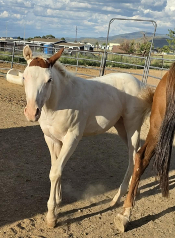 HorseID: 2313192 LEFT MY INVITE - PhotoID: 1098556