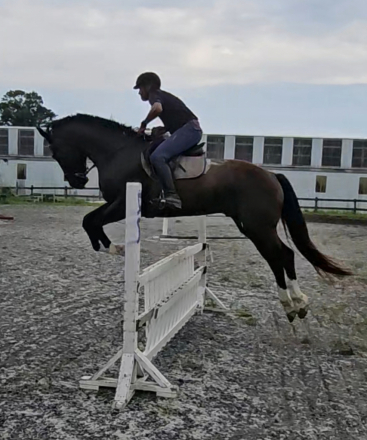HorseID: 2313369 Texas - PhotoID: 1105608
