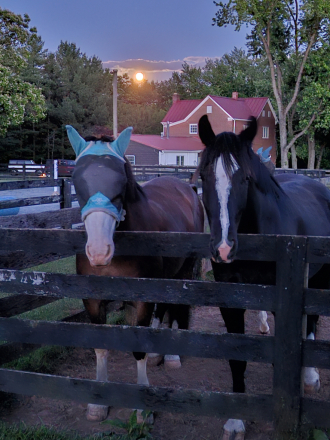 HorseID: 2313369 Texas - PhotoID: 1105609
