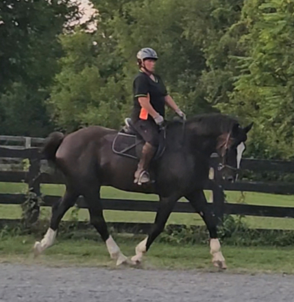 HorseID: 2313369 Texas - PhotoID: 1105610