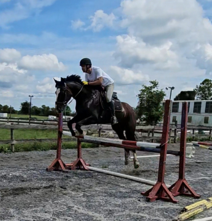 HorseID: 2313369 Texas - PhotoID: 1105611
