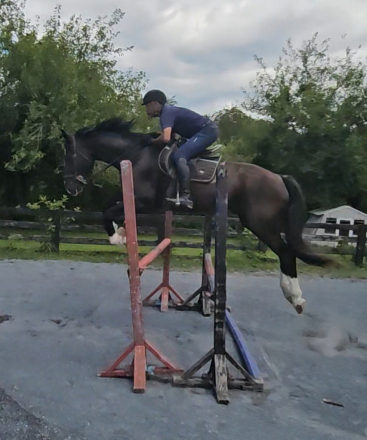 HorseID: 2313369 Texas - PhotoID: 1105612
