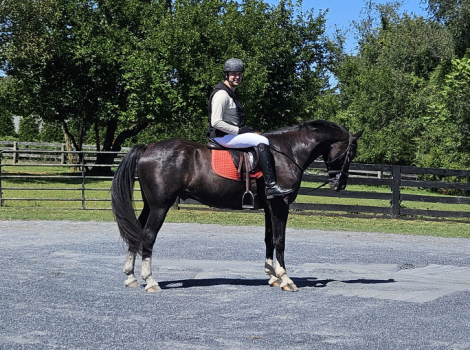 HorseID: 2313369 Texas - PhotoID: 1106640