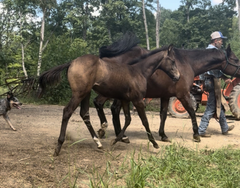 HorseID: 2313630 Spinnit to Winnit SPECIAL PRICING THROUGH 9/26/26 - PhotoID: 1106037