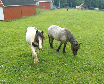 HorseID: 2313706 Juniper - PhotoID: 1099212