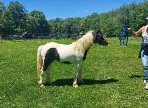 HorseID: 2313706 Juniper - PhotoID: 1099214
