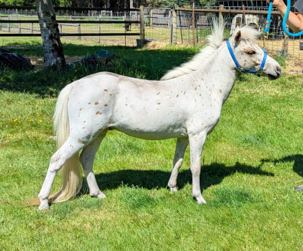 HorseID: 2313788 FC Rollen Cowboy - PhotoID: 1099317