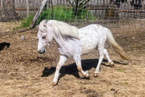 HorseID: 2313788 FC Rollen Cowboy - PhotoID: 1099318