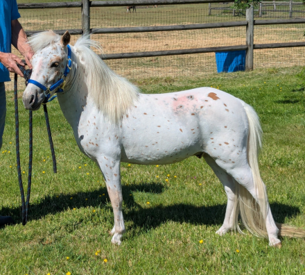 HorseID: 2313788 FC Rollen Cowboy - PhotoID: 1099319