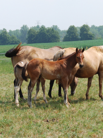 HorseID: 2313806 KRK A Midnite Mojito - PhotoID: 1105488