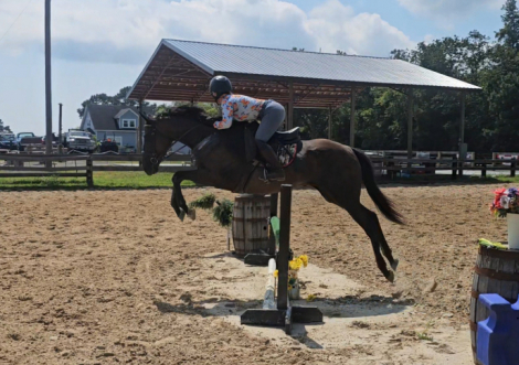 HorseID: 2313940 Rag Doll - PhotoID: 1099497