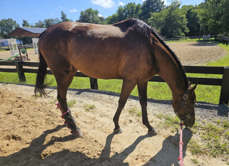 HorseID: 2313940 Rag Doll - PhotoID: 1099499