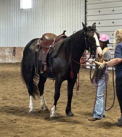 HorseID: 2314071 Feathers and Lace Dare to Dream - PhotoID: 1099667