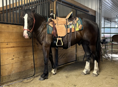 HorseID: 2314071 Feathers and Lace Dare to Dream - PhotoID: 1099668