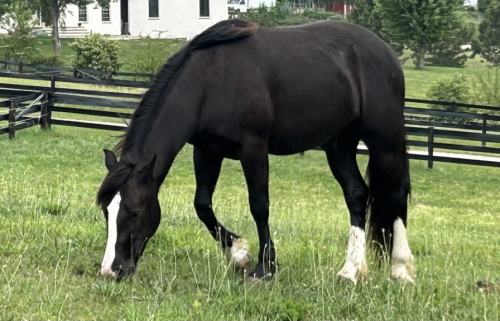HorseID: 2314071 Feathers and Lace Dare to Dream - PhotoID: 1099669