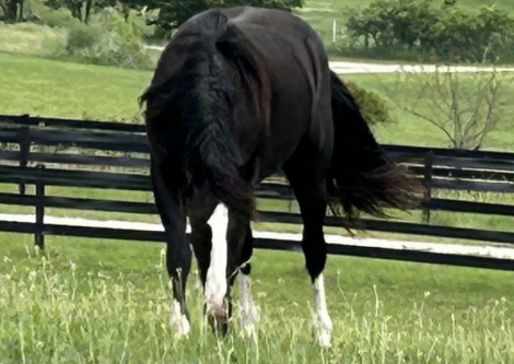 HorseID: 2314071 Feathers and Lace Dare to Dream - PhotoID: 1099670