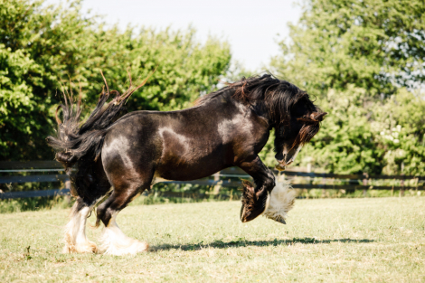 HorseID: 2314071 Feathers and Lace Dare to Dream - PhotoID: 1099671