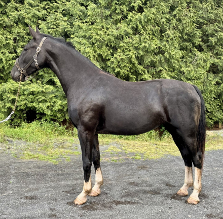HorseID: 2314248 Starburst HPF - PhotoID: 1099888
