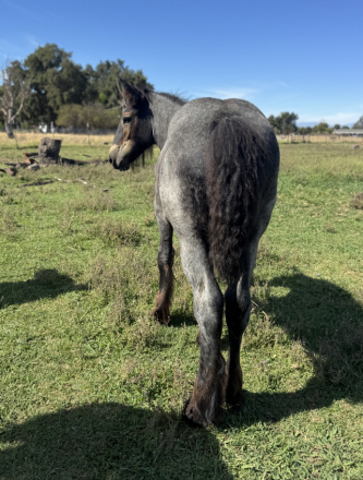 HorseID: 2314277 Maximus - PhotoID: 1099925