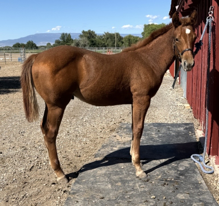 Quarter Horse (Quarter Horse, Colt (under 4)) in Delta, CO