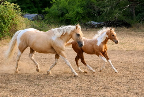HorseID: 2314863 CR Dual N Jewels - PhotoID: 1101446