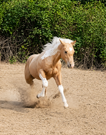 HorseID: 2314863 CR Dual N Jewels - PhotoID: 1106211