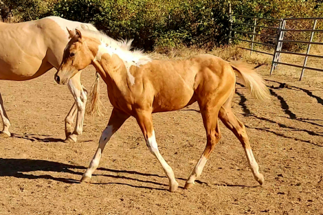 HorseID: 2314863 CR Dual N Jewels - PhotoID: 1106212