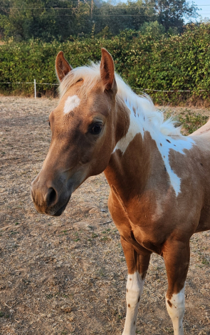 HorseID: 2314863 CR Dual N Jewels - PhotoID: 1106213