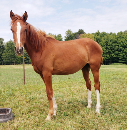 HorseID: 2314972 Rose - PhotoID: 1100856