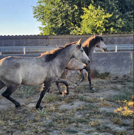 HorseID: 2314982 Perla and other is not registered - PhotoID: 1100864