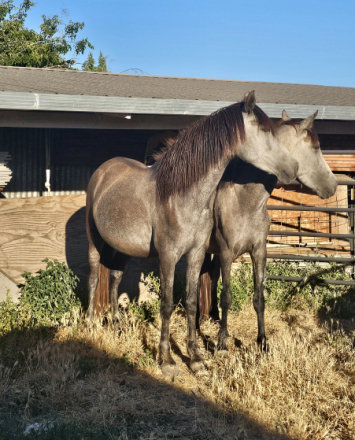 HorseID: 2314982 Perla and other is not registered - PhotoID: 1107343