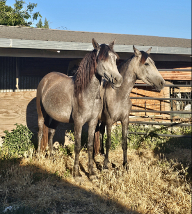 HorseID: 2314982 Perla and other is not registered - PhotoID: 1107344