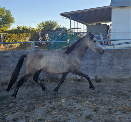 HorseID: 2314982 Perla and other is not registered - PhotoID: 1107345