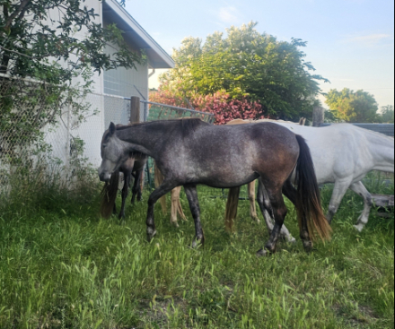 HorseID: 2314982 Perla and other is not registered - PhotoID: 1107346