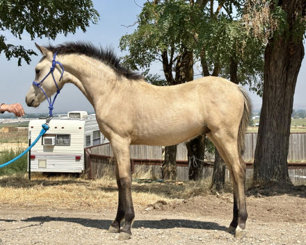 HorseID: 2315233 Alainn Caife Agus Bainne - PhotoID: 1105986