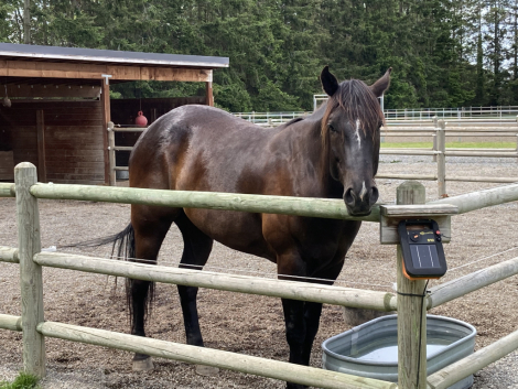 HorseID: 2315813 Black Magic Hancock - PhotoID: 1102057