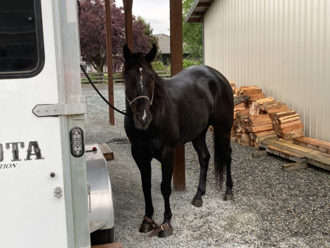 HorseID: 2315813 Black Magic Hancock - PhotoID: 1106297