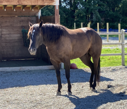 HorseID: 2315813 Black Magic Hancock - PhotoID: 1106298