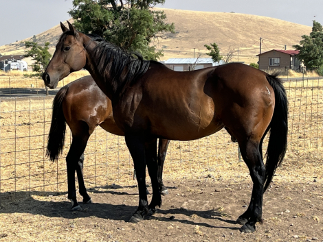 HorseID: 2315988 Daphne - PhotoID: 1106691