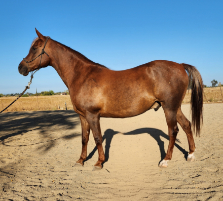 HorseID: 2316105 Trusseau - PhotoID: 1106361